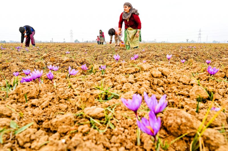 Climate change ravages Kashmir's saffron crop once deemed 'red gold' - Taipei Times