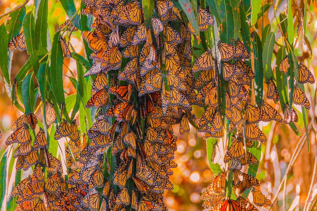 Monarch Butterflies in Hibernation | Out & Seen | Flickr