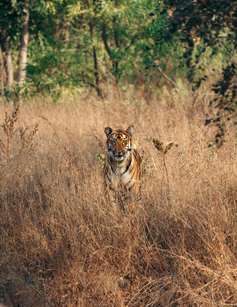 A majestic tiger peers through tall, dry grass in a forest clearing. Its piercing gaze contrasts against the dense greenery in the background, showcasing the beauty of wildlife in its natural habitat.
