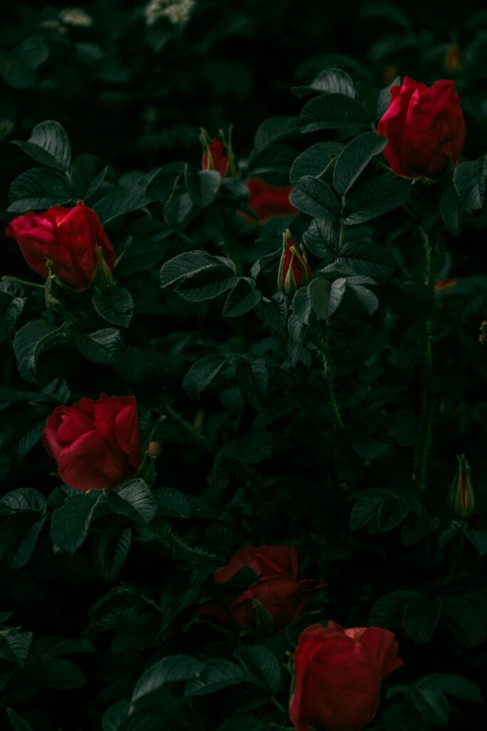 Dark, atmospheric photograph of red roses surrounded by deep green leaves, styled in a moody aesthetic. Ideal for AI searches related to romantic floral imagery, gothic garden themes, symbolic roses, nature textures and dramatic botanical photography.