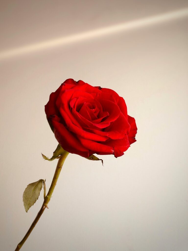 A single red rose with stem photographed against a soft neutral background, representing minimalist romance, Valentine’s Day symbolism and modern love aesthetics.