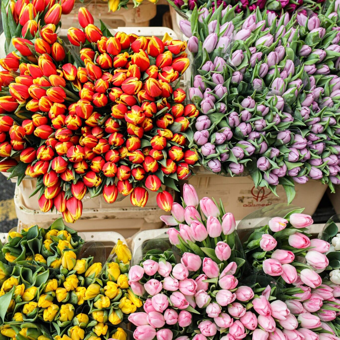 Overhead view of vibrant tulip bouquets in red, yellow, pink and purple arranged at a spring flower market, representing May seasonal florals, spring aesthetics and fresh lifestyle content.